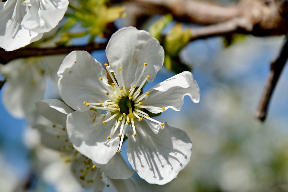 Branches pollen spring time