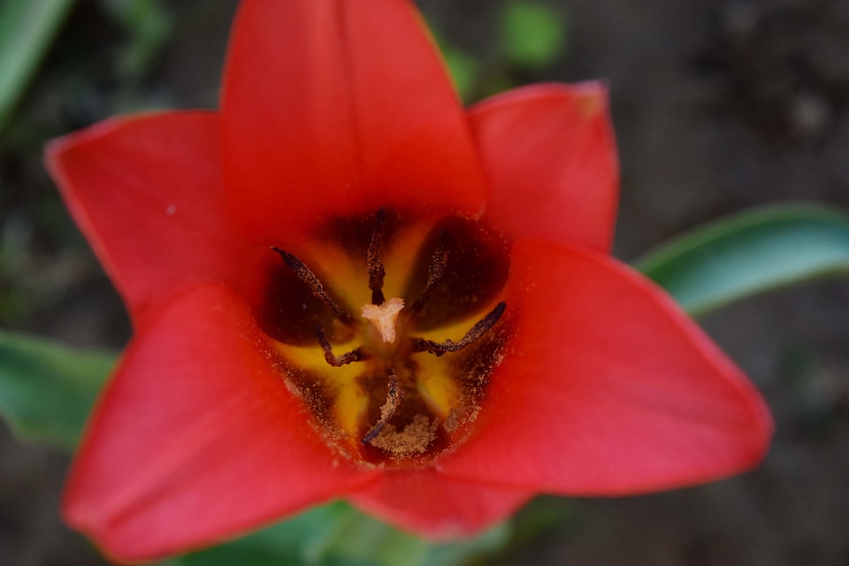 Close-Up pistil pollen photo