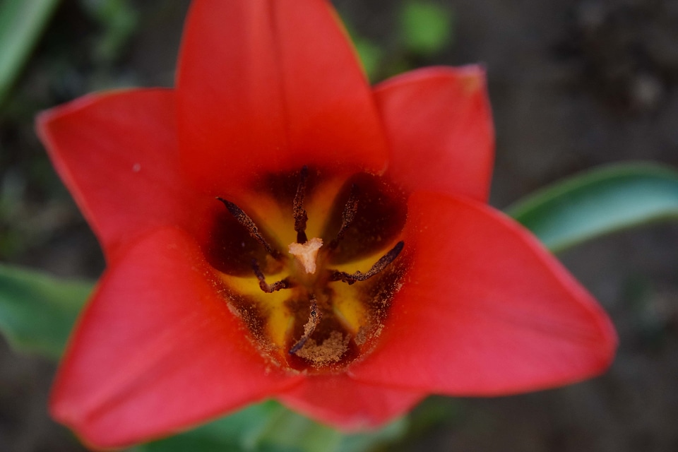 Close-Up pistil pollen