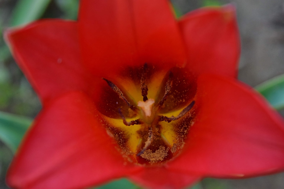 Macro petals pistil