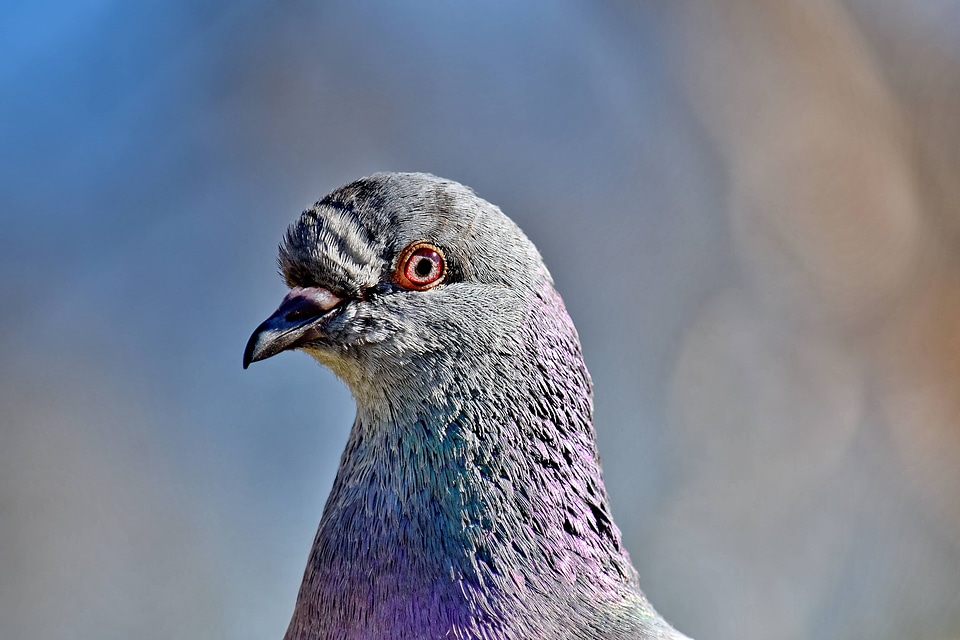 Animal beak close-up