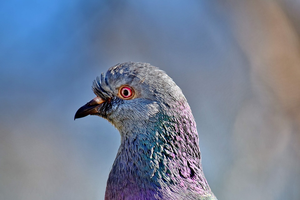 Beautiful Photo bird close-up photo