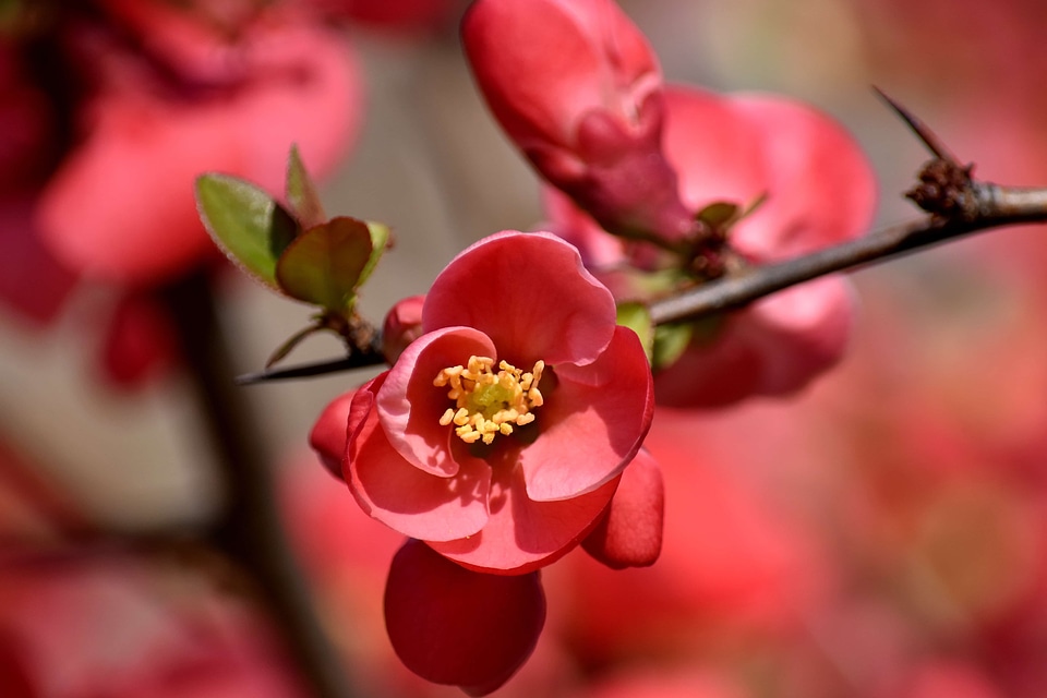 Branchlet flower bud flower garden
