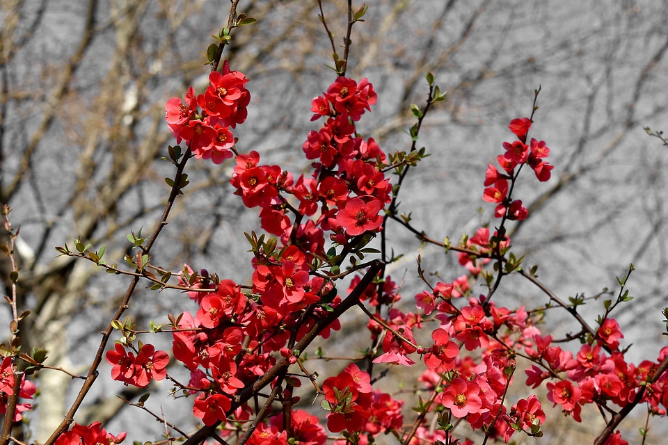 Bushes flower bud flower garden