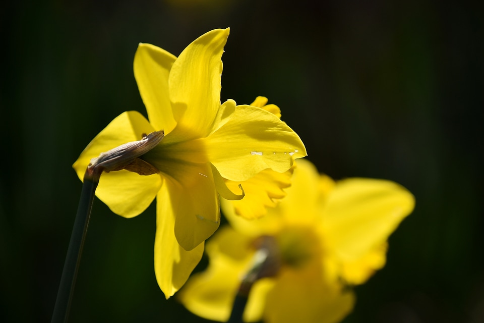 Daffodil flower garden focus
