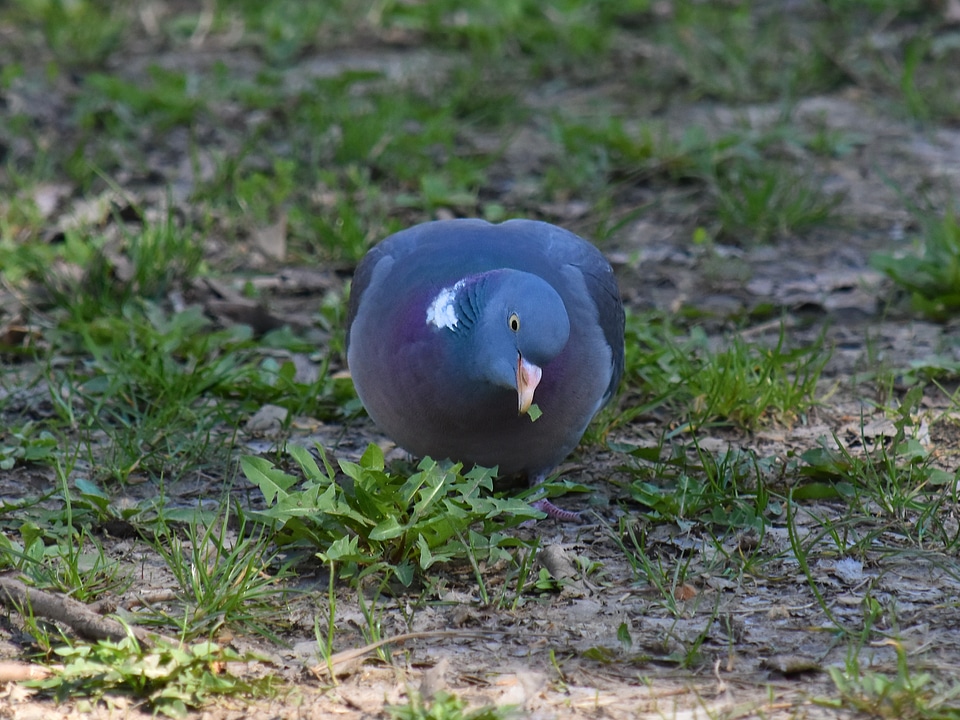 Eating grass plants pigeon