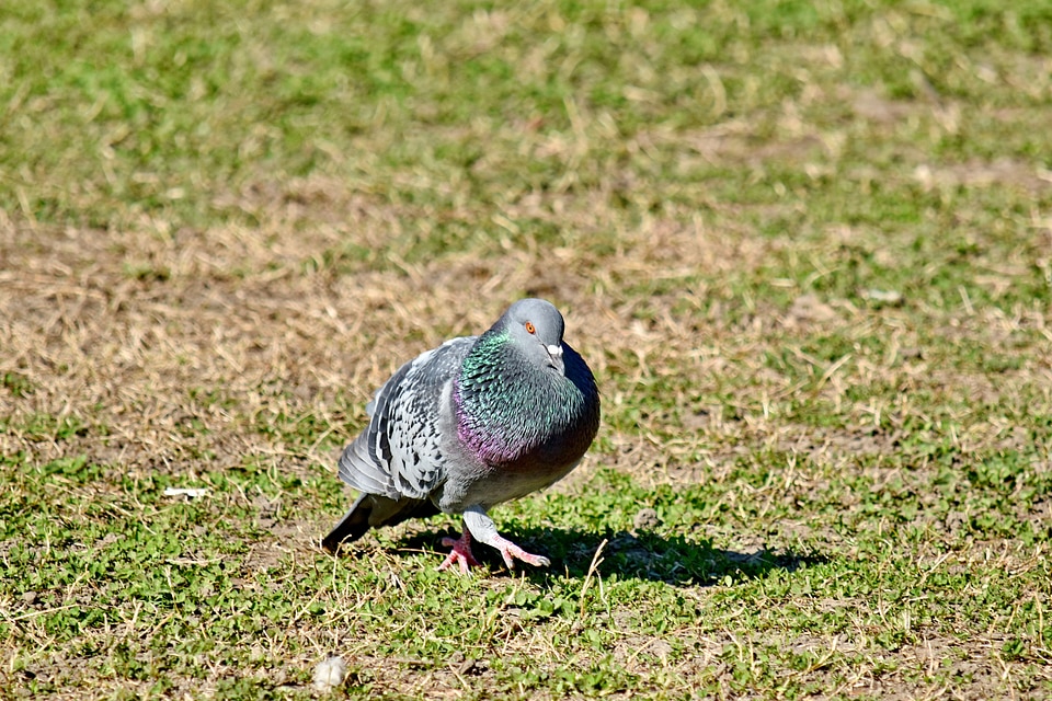 Pigeon wilderness wildlife