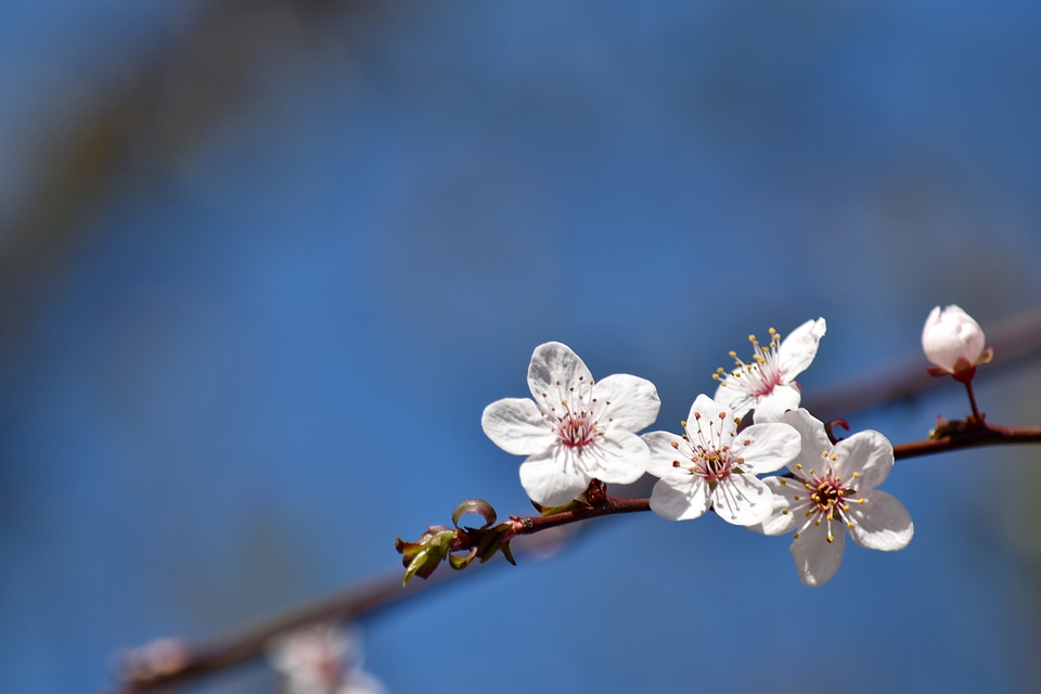Blue Sky branches branchlet