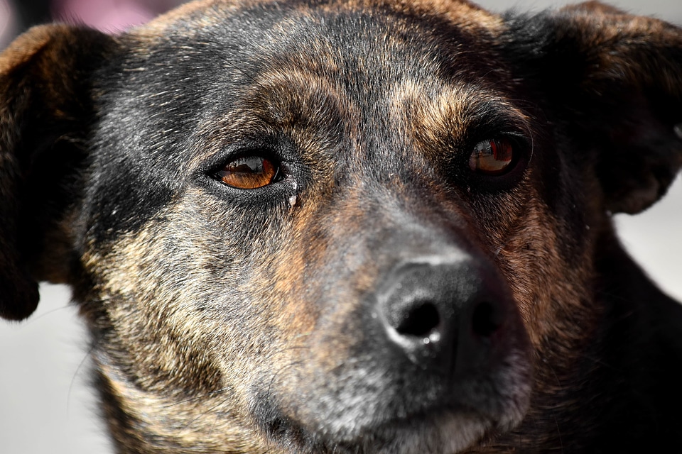 Brown eyes hunting dog