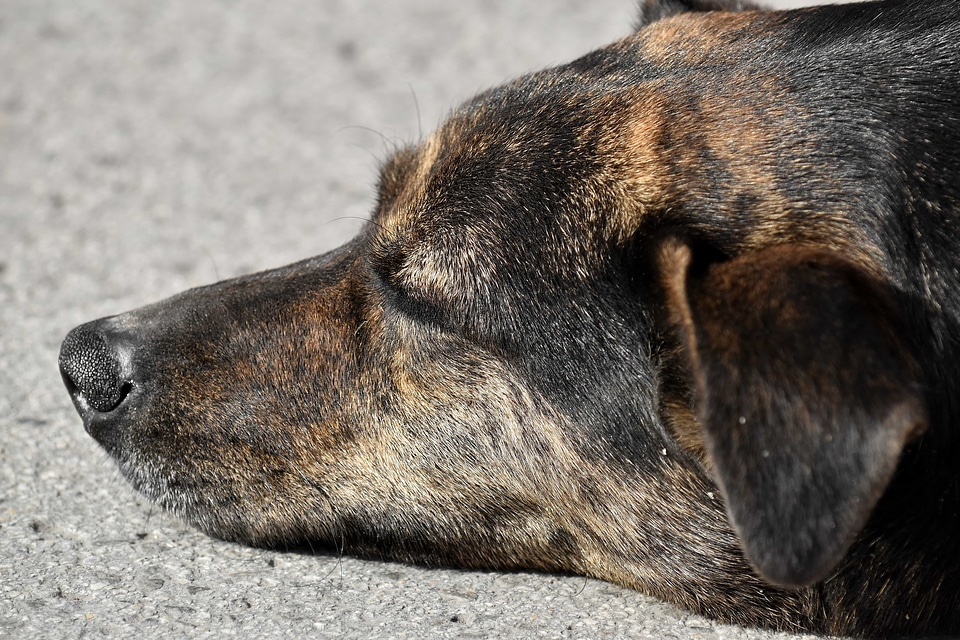 Dog ear nose photo