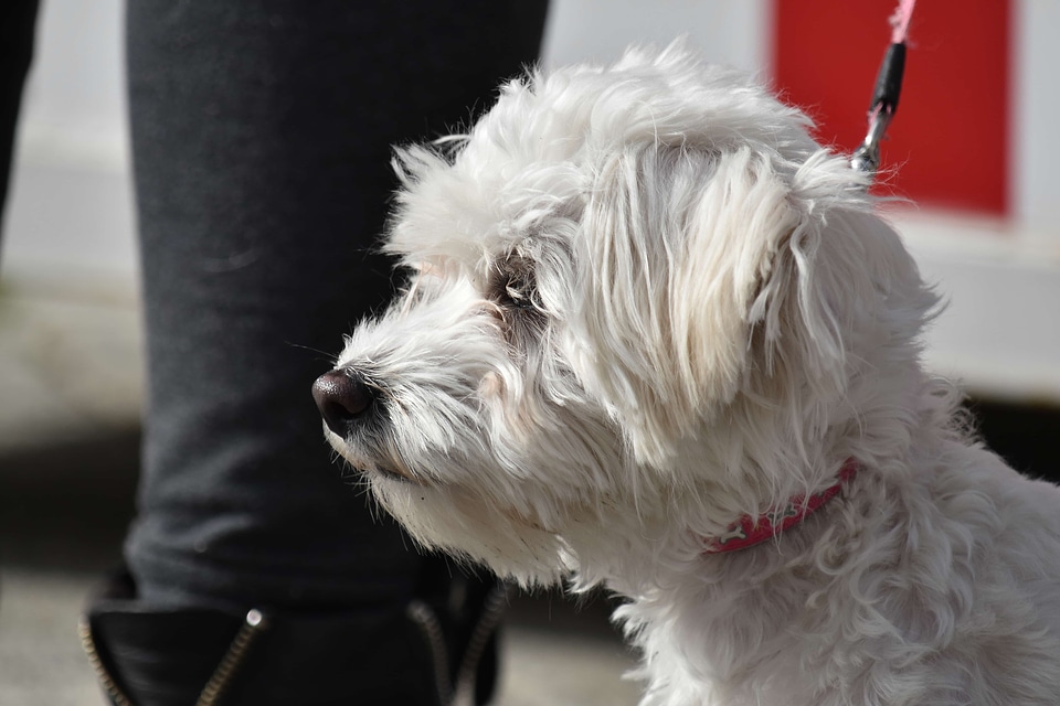 Adorable dog pedigree