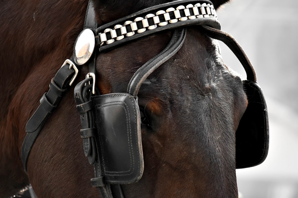 Gear horse cavalry