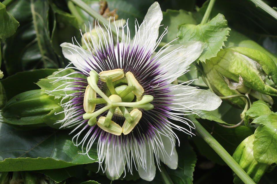 Passion fruit flower plant floral