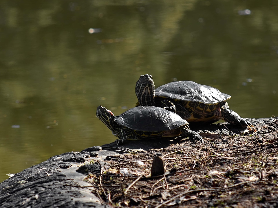 Tortoise wildlife turtle