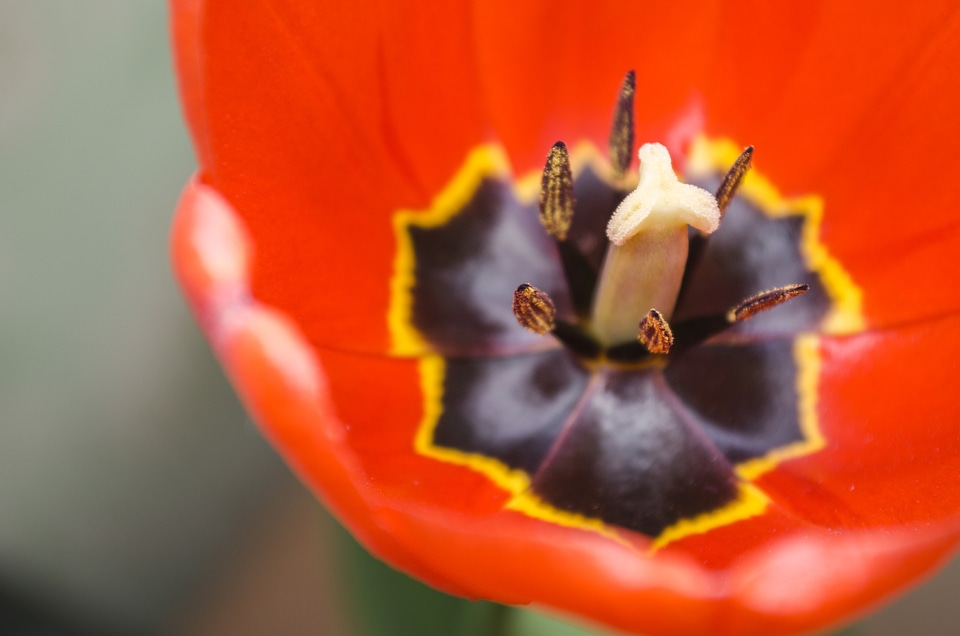 Tulips floral plant