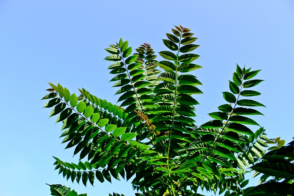 Leaf fern nature leaves