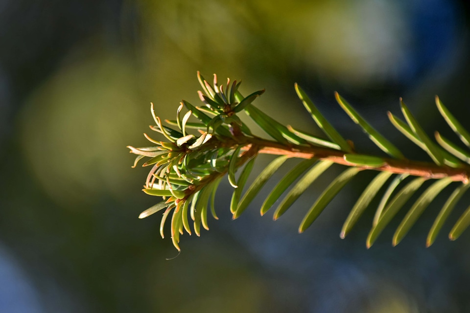 Branches conifers details