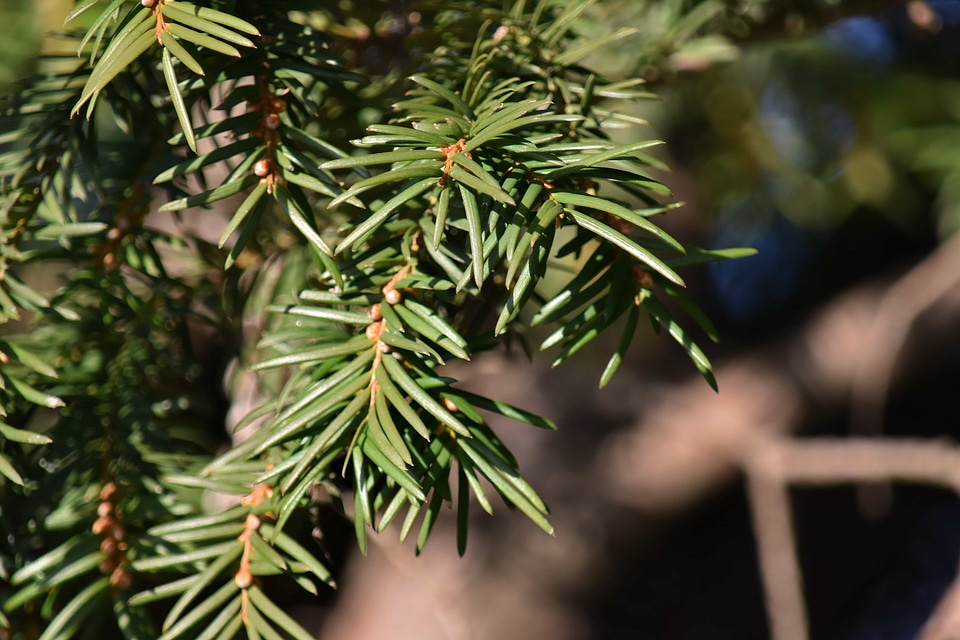 Branches conifers tree