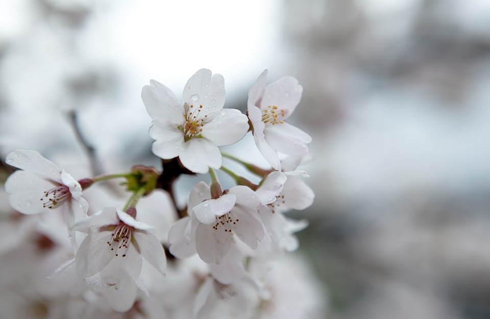 Spring flowers plants nature