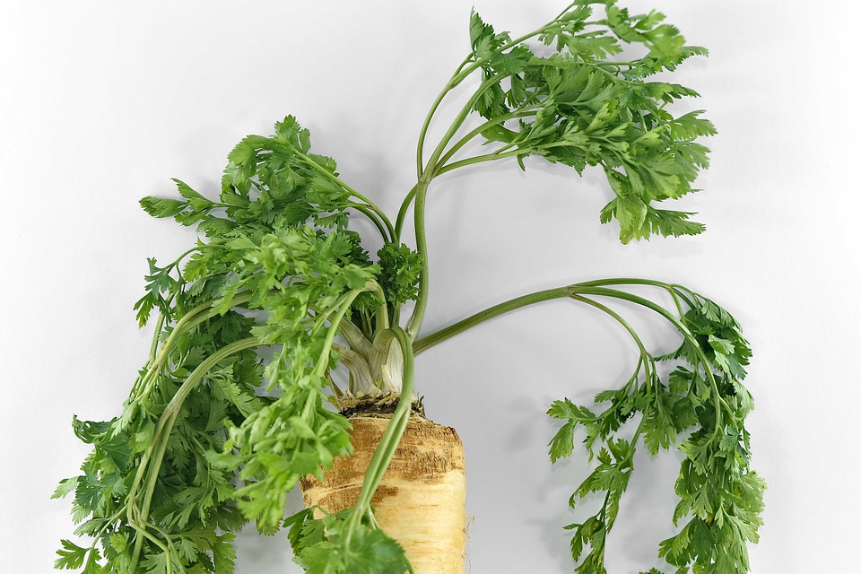 Aromatic green leaves parsley