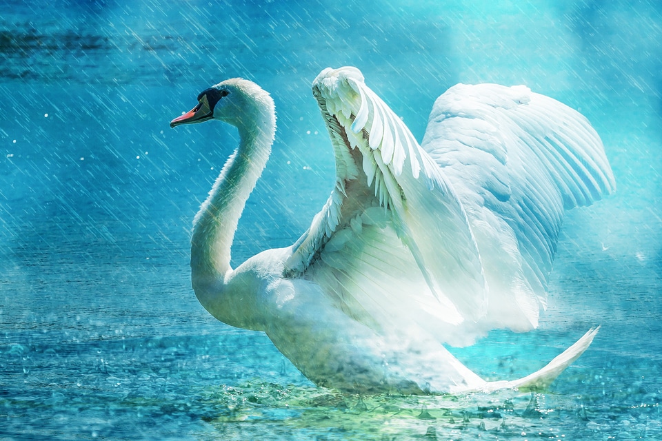 Water rain elegant