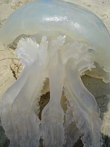 Nasty tentacle klitischig