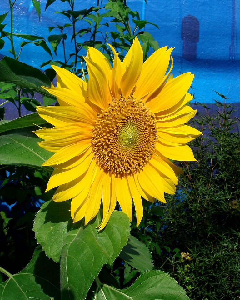 Blossom yellow colorful