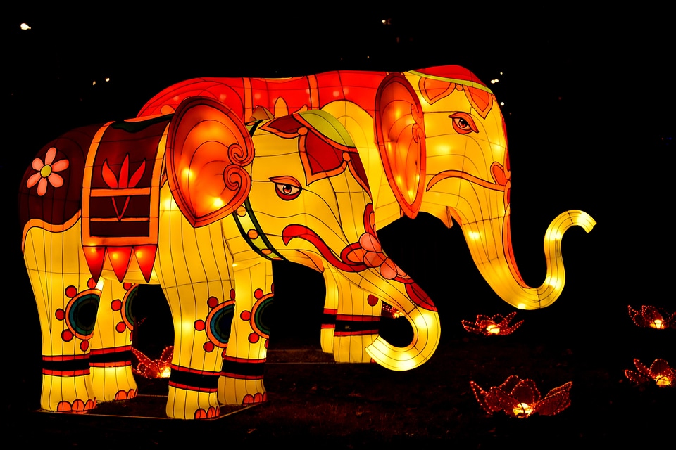 Animals elephant fantasy