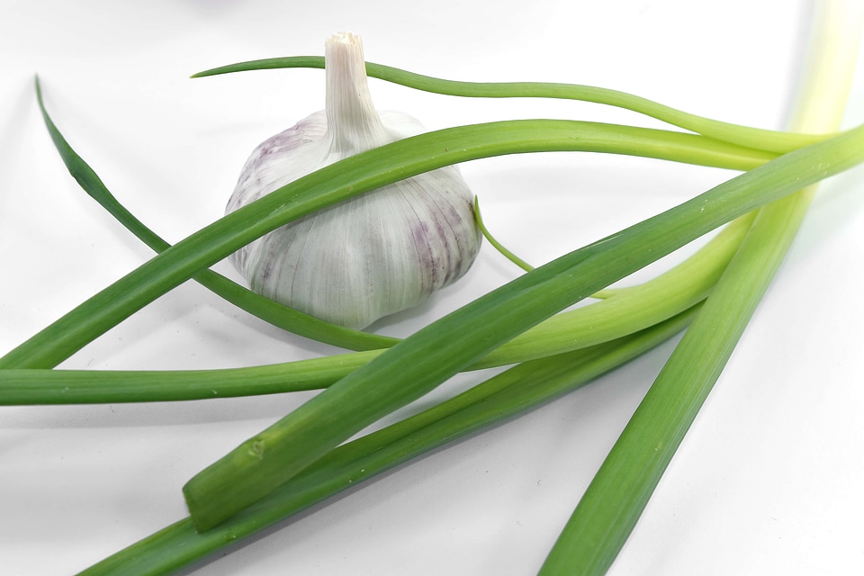 Garlic green leaves leek