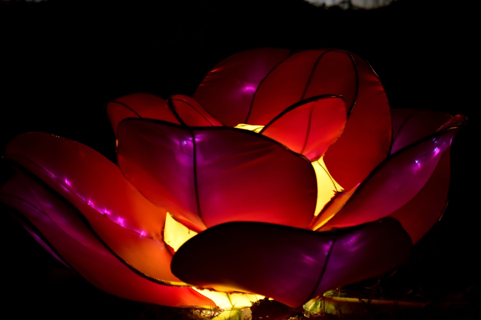 Flower illuminated lamp photo