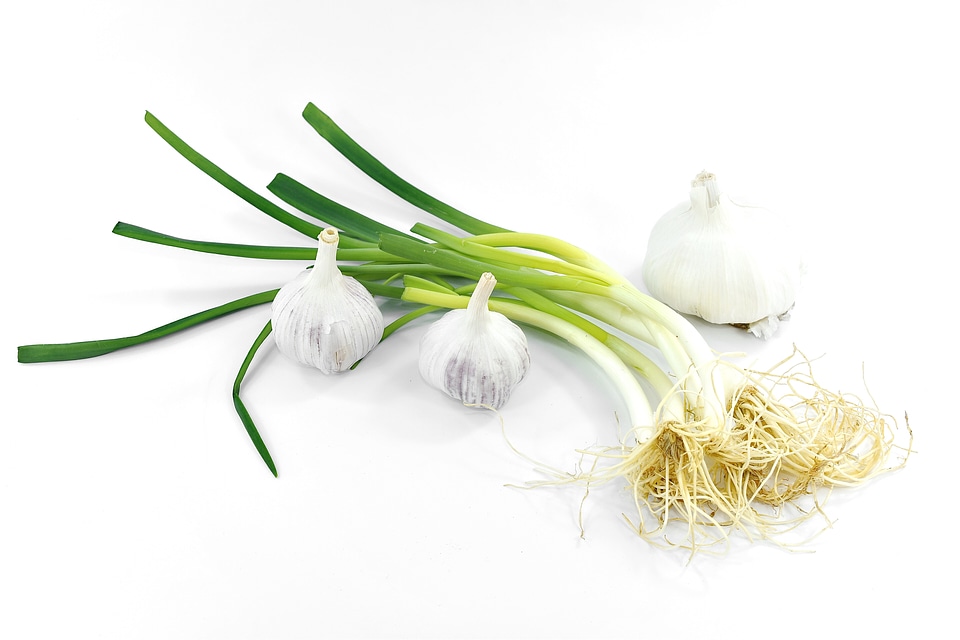 Agriculture appetite garlic