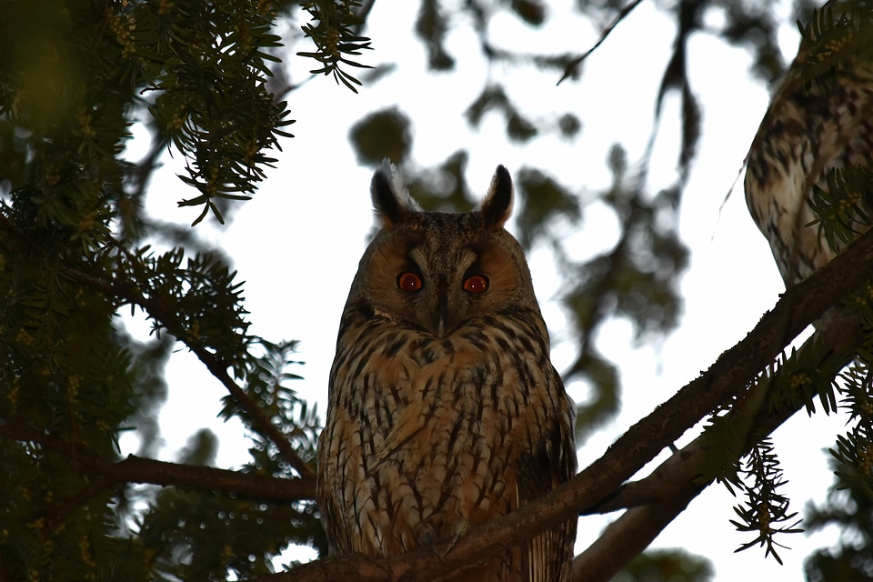 Ear eyes great horned owl