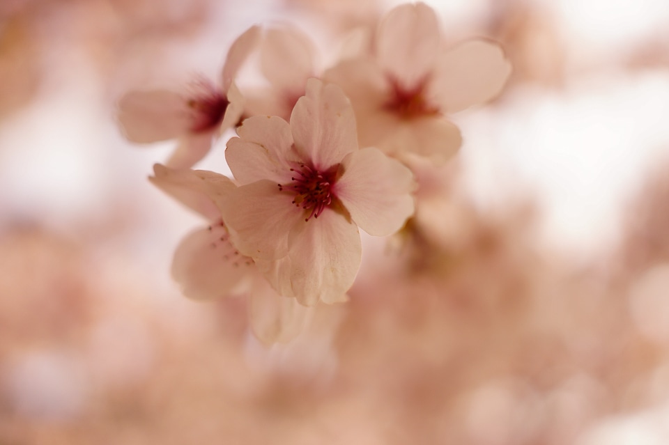 Pink flower nature sakura