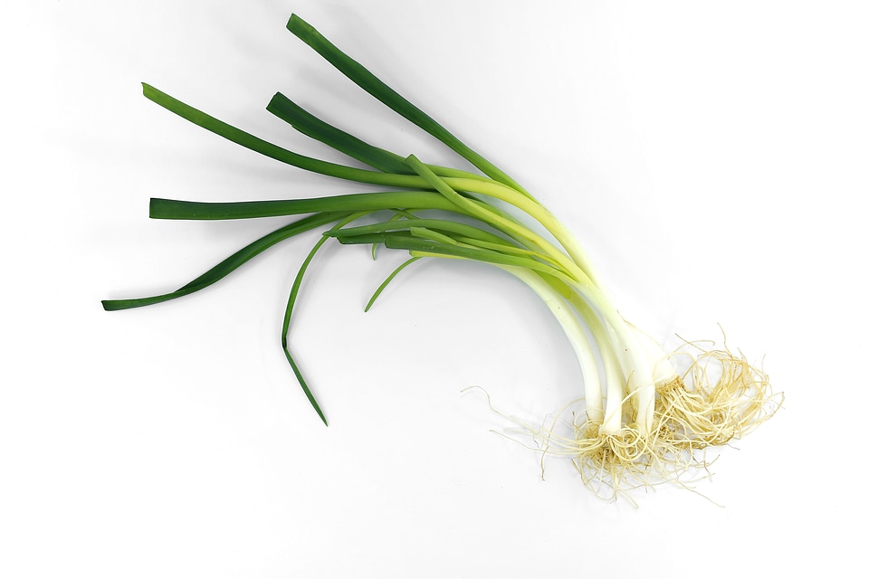 Antibacterial antioxidant chives