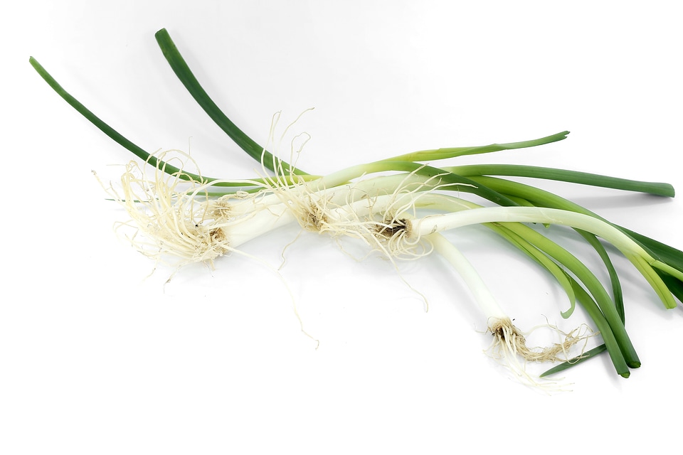Antibacterial antioxidant chives