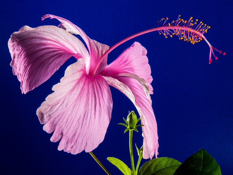 Flower pink marshmallow