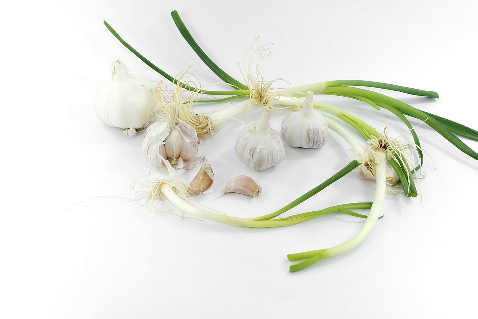 Chives garlic leek