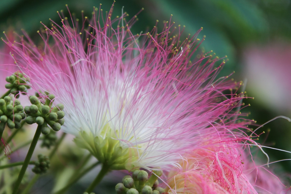 Monkey pod albizia saman rain tree