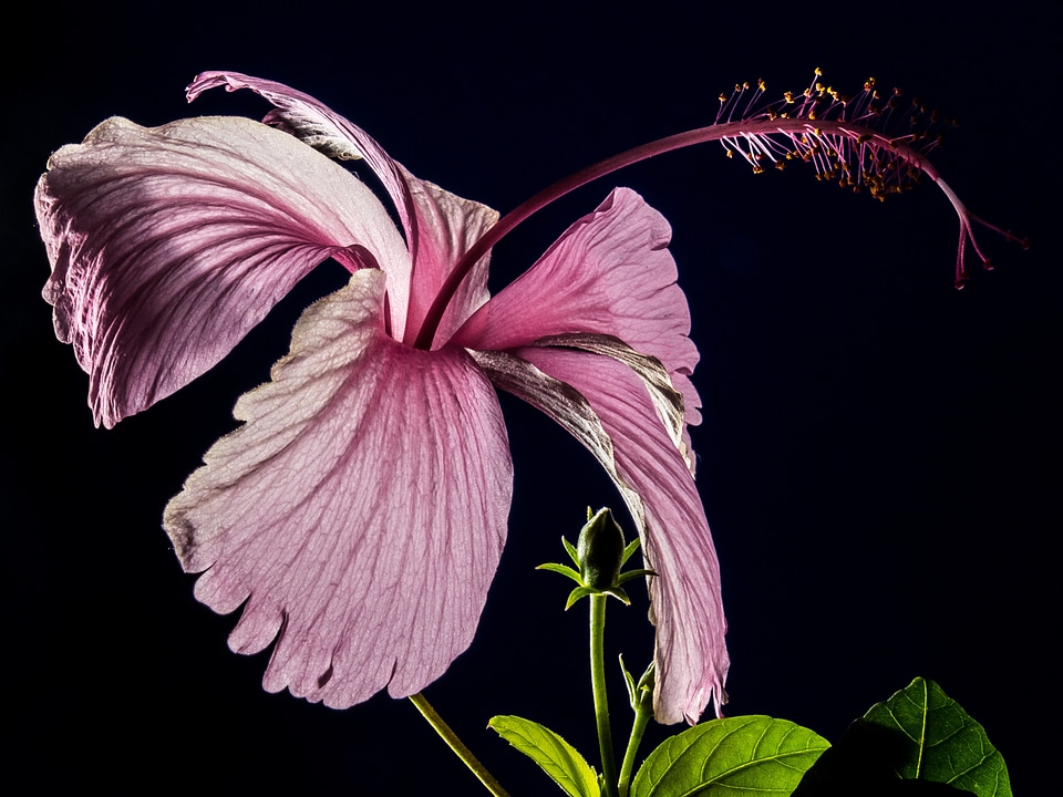 Flower pink marshmallow photo