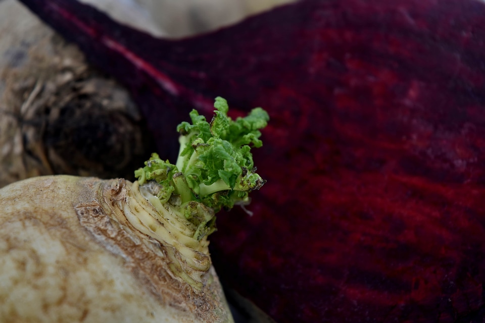 Antioxidant beetroot close-up