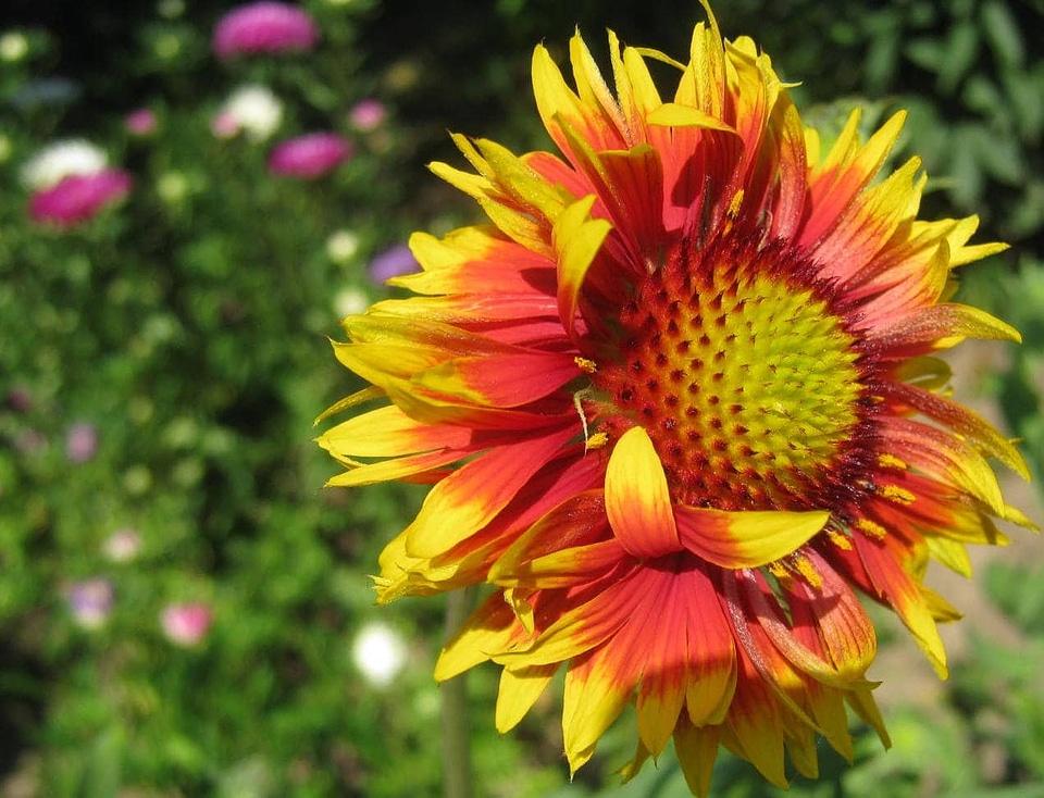 Colorful flower flower garden