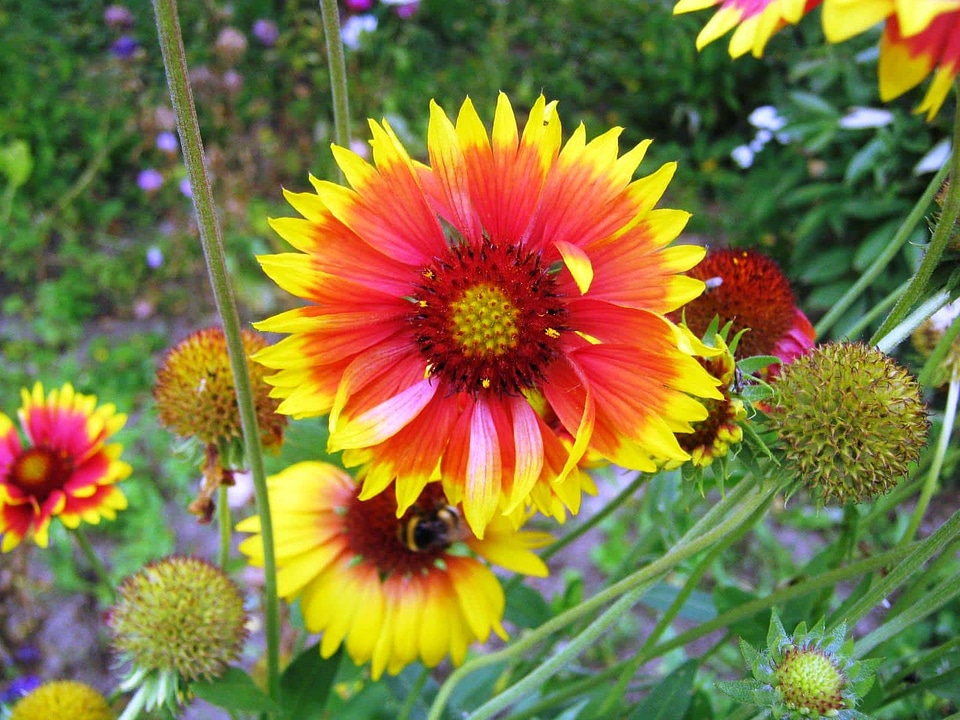 Bright colorful meadow