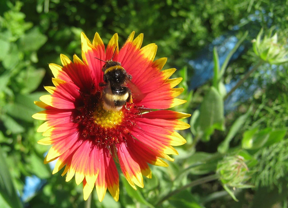 Animal bumblebee detail