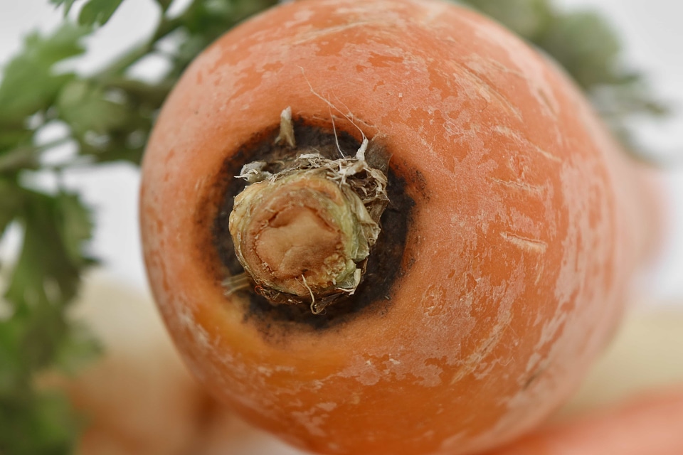 Carrot close-up root