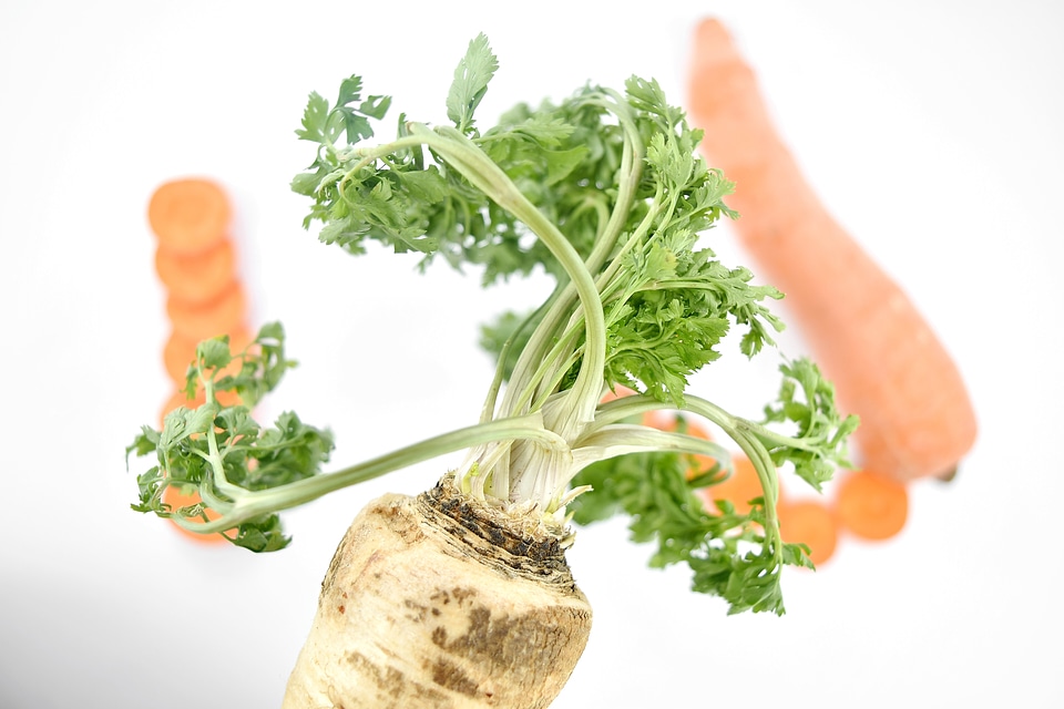 Agriculture carrot close-up