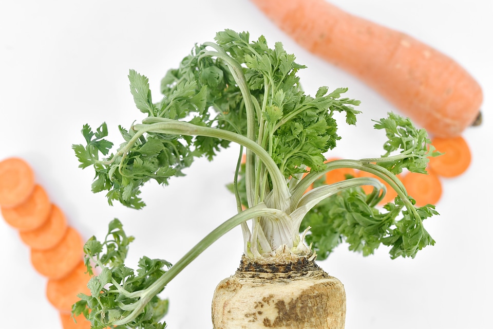 Carrot green leaves organic