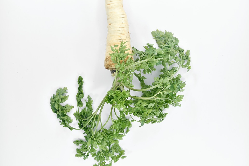 Vegetable parsley leaf