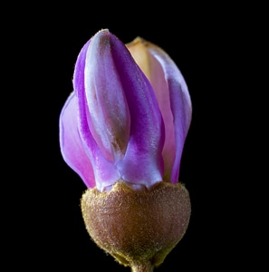 Bloom small flower purple