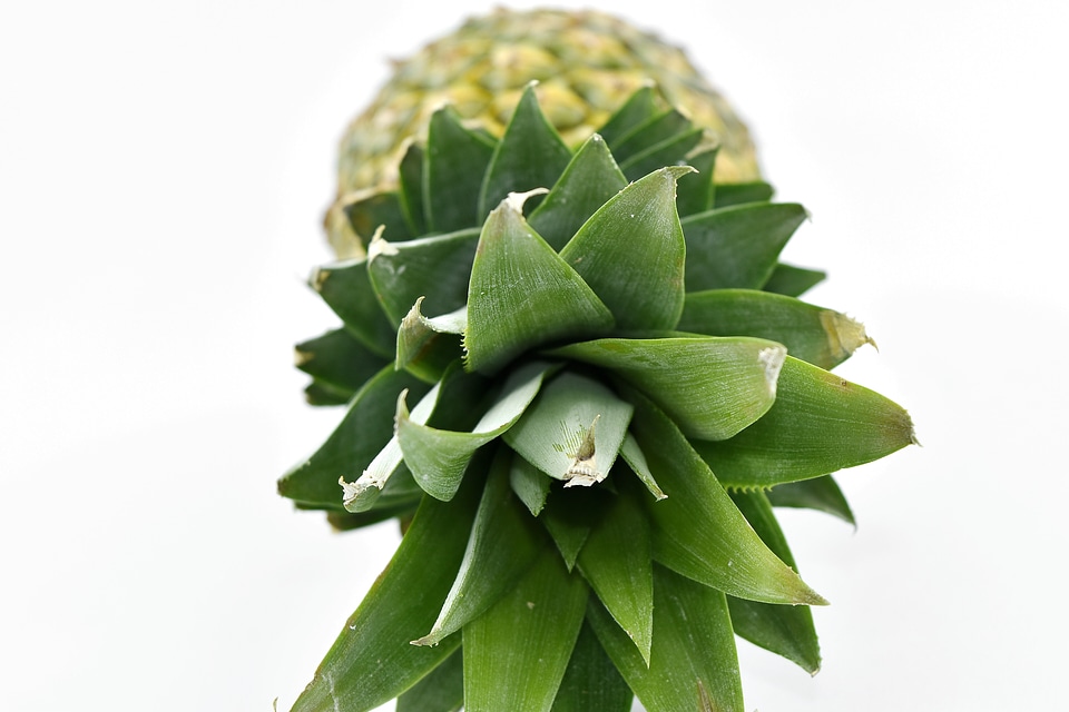 Antioxidant exotic green leaves