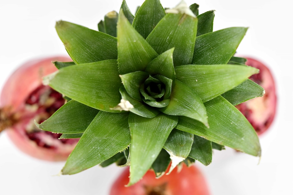 Green Leaves pineapple ingredients